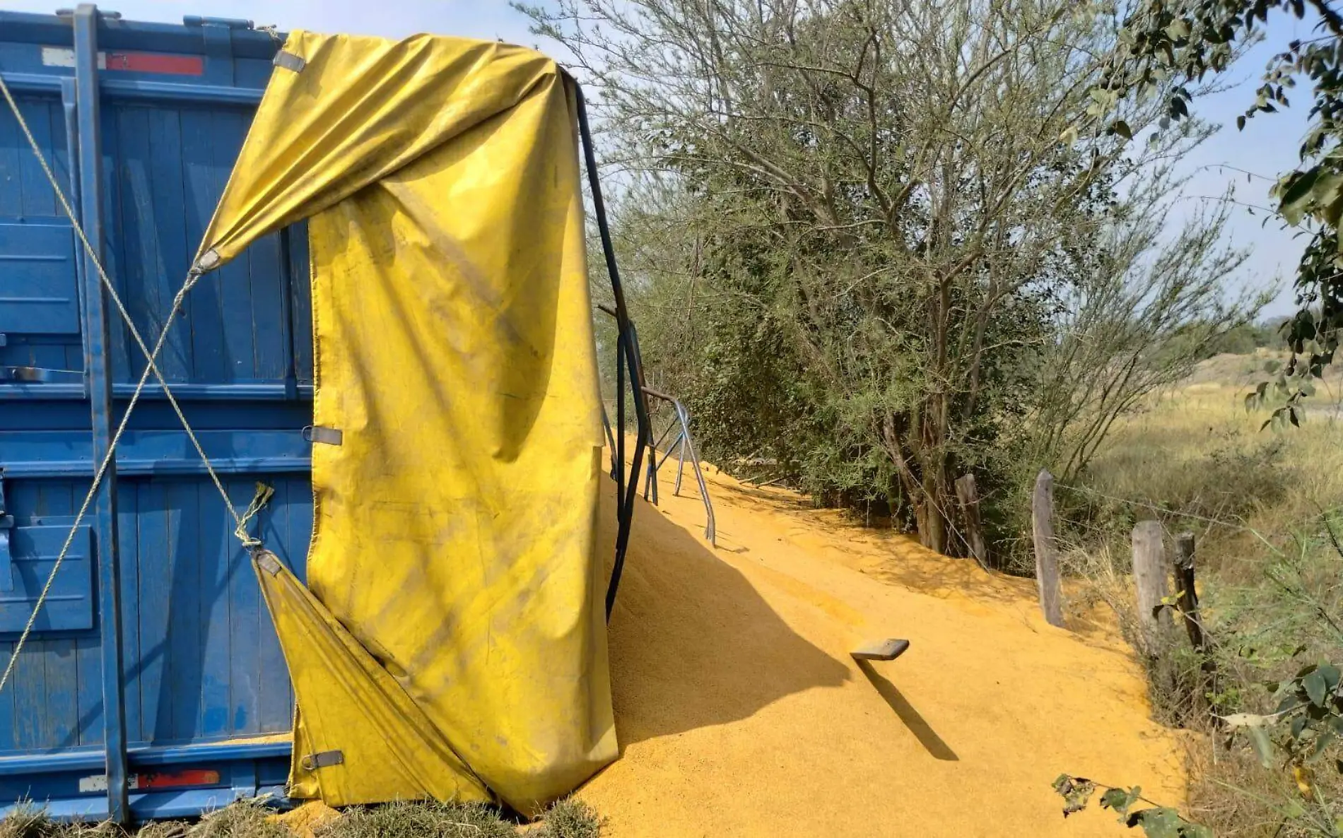 Tráiler cargado de maíz molido vuelca en carretera Valles-Tampico 